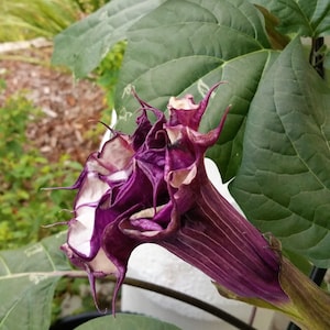 Peut inclure: Gros plan sur une fleur violet foncé avec des accents blancs et une forme de trompette. La fleur est entourée de grandes feuilles vertes. Les pétales ont un aspect froissé, et la fleur est en pleine floraison.