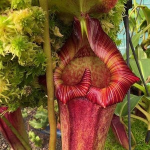 Op de afbeelding: Een close-up van een vleesetende bekerplant, Nepenthes, met levendige rode en gele tinten. De unieke vorm en ingewikkelde details van de plant worden benadrukt tegen een achtergrond van groen mos en bladeren. De mond van de plant is open, klaar om insecten te vangen.