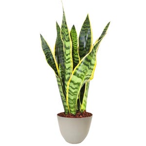 Op de afbeelding: Een sanseveria in een lichtgrijze pot. De lange, rechtopstaande bladeren zijn groen met gele randen en horizontale strepen. De pot is gevuld met bruine mulch.