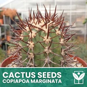Copiapoa Marginata – 10 Semi – Cactus Seeds, Pianta Succulenta, Cactaceae, Fiore, Alta Germinabilità