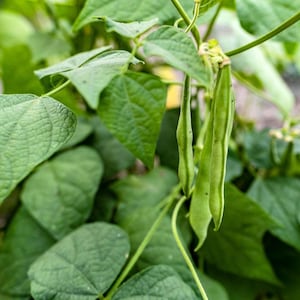 Puede incluir: Primer plano de una planta de judías verdes, con vainas verdes colgando de la vid. La imagen muestra las hojas y los tallos de la planta, con un enfoque en el color verde vibrante de las judías y el follaje. El fondo está borroso.