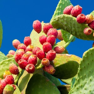 Opuntia Ficus Indica – 10 Semillas – Planta de Fruta Comestible, Alta Calidad
