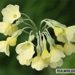 Primula Sikkimensis – 30 frön – Gula, hängande blommor, delikat doft, perfekt för fuktiga områden, hög groningsgrad