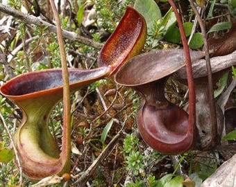 Nepenthes Lowii – 10 nasion – Roślina mięsożerna, unikatowy dzbanecznik, rzadki, dla miłośników egzotycznych roślin