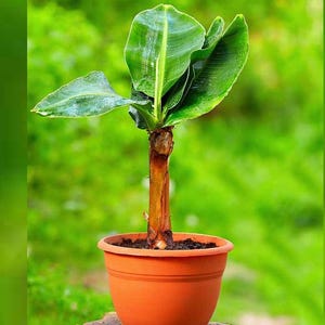 May include: A young banana plant with broad, vibrant green leaves and a sturdy, brownish-orange stem, potted in a simple terracotta-coloured plastic container filled with dark potting soil, showcasing a fresh and healthy appearance.