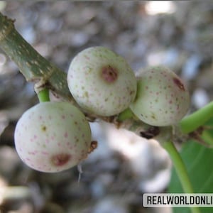 Fico Infectoria – 10 graines – Ficus rare, figuier blanc, plante fruitière comestible, haute qualité, sans OGM