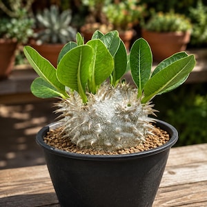 Pachypodium brevicaule - 10 Semi, succulente, Alta Qualità Germinabilità, semi freschi Selezionata, ideali per giardino, balconi, aiuole