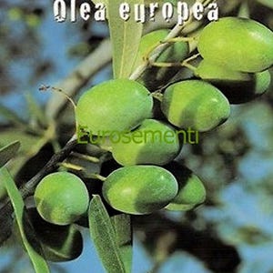 Olivenbaum (Olea europaea) – 15 Samen – Zierpflanze, Olivenproduktion, hohe Qualität, gentechnikfrei