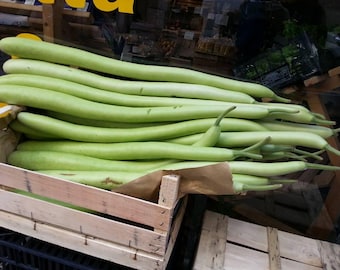 Calabacín blanco largo siciliano – 30 semillas – Fruto alargado, sabor delicado, muy productivo, sin OMG