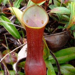 Nepenthes Reinwardtiana – 5 Seeds – Carnivorous Plant, Striated Pitcher Plant, Ideal for Terrariums and Humid Environments, Rare