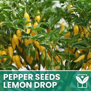 50 raras semillas de chile LEMON DROP + semillas de chile raras gratis - semillas seleccionadas de alta calidad - planta ornamental superior