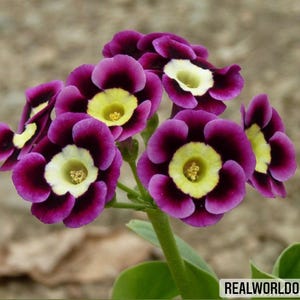 Primula Vulgaris Paars-Geel – 30 zaden – Heldere tweekleurige bloemen, vroegbloeiend, ideaal voor borders en potten, hoge kiemkracht