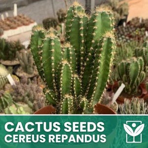 Cereus repandus - Etsy 日本