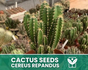 Peruvian Apple Cactus Cereus Repandus - Etsy 日本