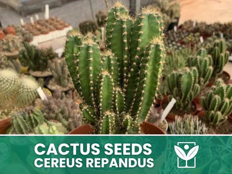 Cereus repandus - Etsy 日本