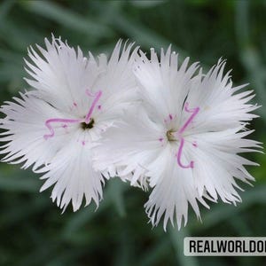 ダイアンサス・ジャポニクス – 50粒 – 日本のカーネーション、濃いピンクの花、ボーダーや鉢植えに最適、高品質