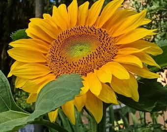 チョコレートブラックひまわりの種 15粒 | 園芸植物、観賞用花、簡単な
