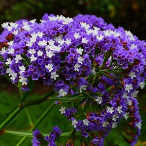 Peut inclure: Gros plan sur une grappe de fleurs violettes et blanches. Les fleurs présentent de petites fleurs blanches en forme d'étoile, entremêlées à de plus grandes grappes violettes. Des tiges vertes et un fond vert flou complètent l'image, mettant en valeur un arrangement floral naturel.