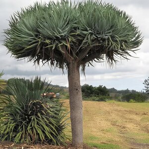 Dracaena draco - Etsy 日本