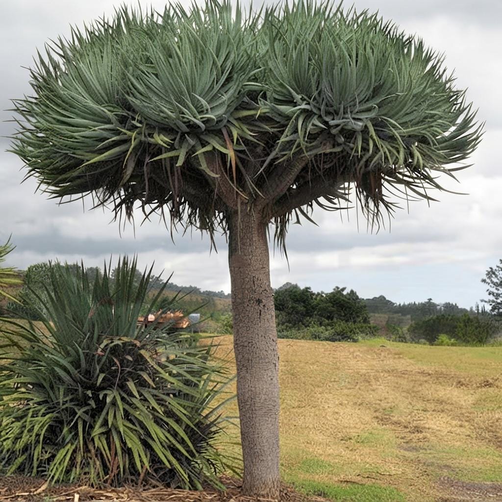 Dracaena draco - Etsy 日本