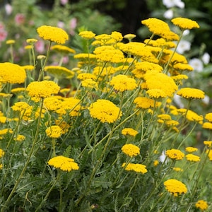 Puede incluir: Primer plano de flores de milenrama amarillas brillantes. Las flores, densamente agrupadas, se alzan sobre finos tallos verdes, rodeadas de follaje. La imagen muestra la belleza natural de la planta.