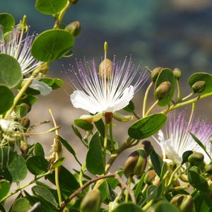 Puede incluir: Primer plano de un arbusto de alcaparras con flores blancas y hojas verdes. Las flores tienen delicados pétalos blancos y largos y finos estambres con puntas moradas. Varios capullos sin abrir son visibles entre las hojas, con un fondo borroso de agua y rocas.