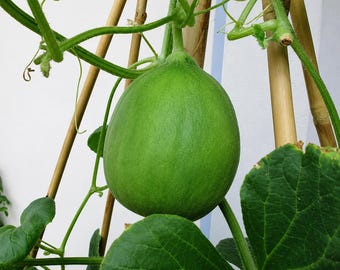 Carosello Tondo di Fasano – 30 Semillas, Fruta Redonda, Pulpa Crujiente, Tradicional, Fácil de Cultivar, Alta Germinabilidad, Sin OGM