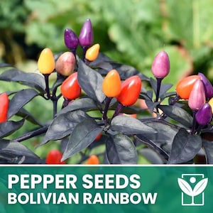 Op de afbeelding: Close-up van een Bolivian Rainbow peperplant met donkere bladeren en kleurrijke pepers. De pepers variëren in kleur van geel, oranje, rood, roze en paars. De afbeelding bevat de tekst "PEPPER SEEDS BOLIVIAN RAINBOW".