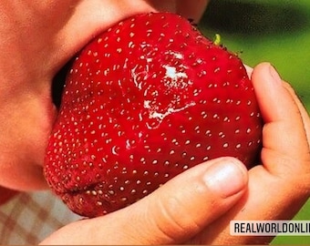 Fresa Gigante – 10 Semillas – Planta Tropical, Frutos Grandes, Alta Calidad, Sin OMG