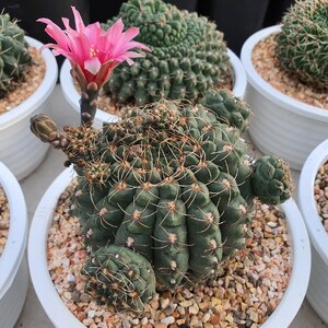 Könnte beinhalten: Nahaufnahme eines blühenden Kaktus in einem weißen Topf. Der Kaktus ist dunkelgrün mit weißen Stacheln und einer leuchtend rosa Blüte. Der Topf ist mit kleinen Kieselsteinen gefüllt. Weitere Kakteen sind im Hintergrund zu sehen.