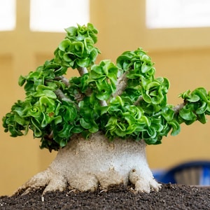 May include: A succulent plant featuring a thick, light grey, bulbous caudex base with a textured surface. The plant has multiple branching stems topped with dense clusters of vibrant, glossy, bright green leaves that have wavy, curled edges.
