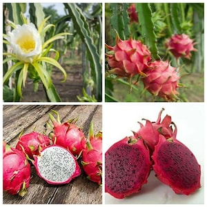 Puede incluir: Un collage de imágenes que muestran fruta del dragón. Arriba a la izquierda, una flor blanca y amarilla. Arriba a la derecha, fruta del dragón rosa en una vid. Las imágenes inferiores muestran fruta del dragón entera y en rodajas.