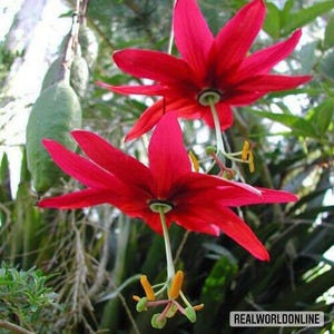 Passiflora Jamesonii – 10 Semi – Pianta Tropicale, Fiore Esotico, Alta Germinabilità