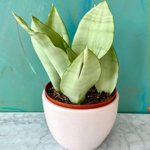 Sansevieria seeds - Etsy.de