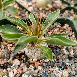 Pode incluir: Uma pequena planta suculenta com um caudex espesso, redondo e cinzento-claro, apresentando uma superfície rachada e texturizada. A planta tem várias folhas verdes alongadas e felpudas que irradiam do centro, onde surgem espinhos castanhos finos.
