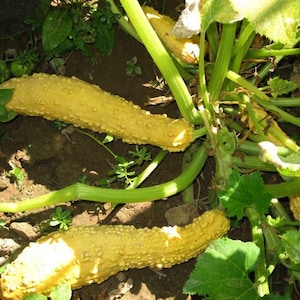 Puede incluir: Primer plano de calabacín amarillo con superficie texturizada, creciendo en un jardín. El calabacín está rodeado de hojas y tallos verdes. Se ven tomates verdes en el fondo, lo que sugiere un huerto casero.