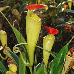 Puede incluir: Primer plano de varias plantas carnívoras, con un vibrante tono amarillo con acentos rojos. Las plantas tienen una forma única y alargada, con un zarcillo rizado y una tapa roja. Hojas verdes rodean las plantas, creando una escena botánica natural.