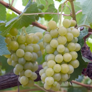Puede incluir: Primer plano de dos racimos de uvas verdes colgando de una vid. Las uvas son redondas y regordetas, de color verde pálido. Las hojas son de un verde vibrante y el fondo está borroso.