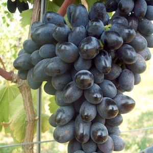 Puede incluir: Primer plano de un racimo de uvas moradas oscuras, con un brillo brillante, colgando de una vid. Las uvas son de forma ovalada y están densamente empaquetadas. Hojas verdes y tallos marrones son visibles en el fondo.