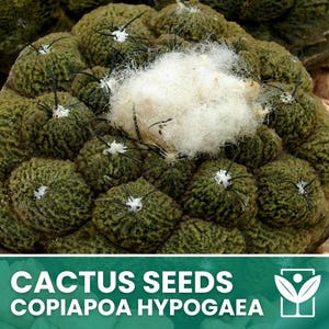 Copiapoa Hypogaea – 10 Seeds – Cactus Seeds, Succulent Plant, Cactaceae, Flower, High Germination