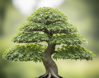 Mammutbaum-Bonsai-Baumsamen - 25 Samen - Etsy.de