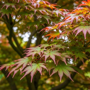 Trident Maple – 10 Seeds – Acer Buergerianum Rare, Decorative Leaves, High Quality, Ideal for Bonsai and Garden, Non-GMO
