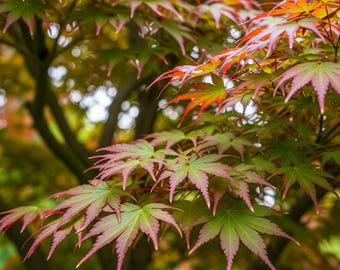 100粒のイロハモミジ種子 | 日本のトウカエデ | 観賞用樹木と盆栽