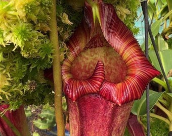 Nepenthes Maxima – 10 Samen – Fleischfressende Pflanze, große Urnen, selten, ideal für Sammler