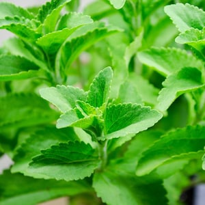 Puede incluir: Primer plano de hojas verdes vibrantes de la planta de stevia. Las hojas tienen una superficie texturizada con bordes dentados. La imagen destaca el aspecto fresco y saludable de la planta, mostrando su color verde natural y la estructura detallada de las hojas.