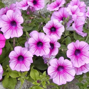 Petunia Rosella – 30 Semillas – Flores de color rosa intenso, tamaño grande, floración abundante, ideal para macetas y borduras, alta germinación