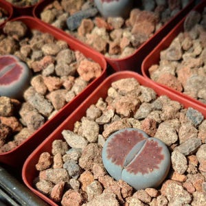 Może przedstawiać: Zbliżenie kilku małych, czerwonych plastikowych pojemników wypełnionych małymi kamieniami i roślinami sukulentami. Sukulenty mają szaro-niebieski odcień z czerwonobrązowym środkiem. Skały to mieszanka brązu i beżu.