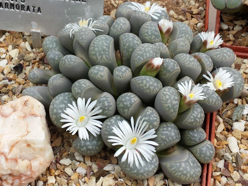 Lithops marmorata - Etsy 日本