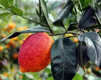 Limón Rojo – 10 Semillas, Color Brillante, Muy Decorativo, Cocina, Fácil de Cultivar, Alta Germinabilidad, Sin OGM