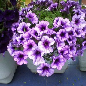 Lila-vit petunia – 30 frön – Hög grobarhet, tvåfärgade blommor, perfekt för krukor, balkonger och trädgårdar, hög kvalitet